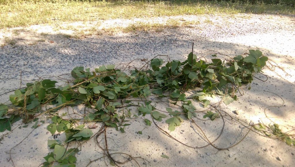 Kudzu removal. (Photo: Bob Harbison)