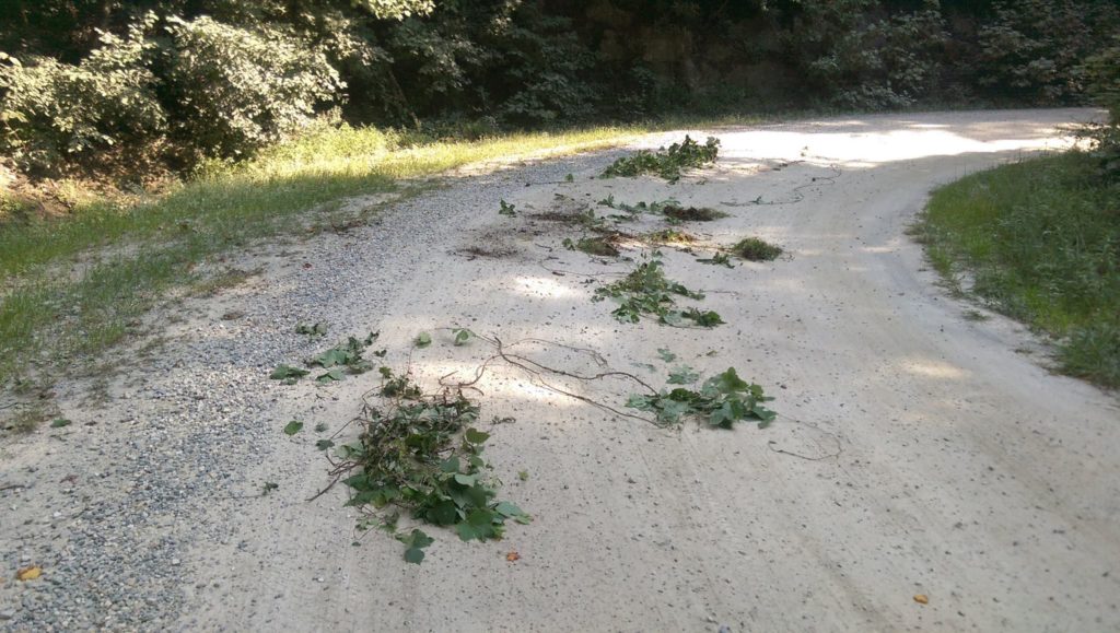 Kudzu removal. (Photo: Bob Harbison)