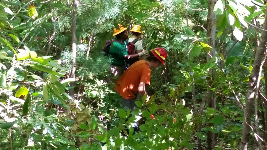 Trail Work on Babel Tower Trail in Linville Gorge