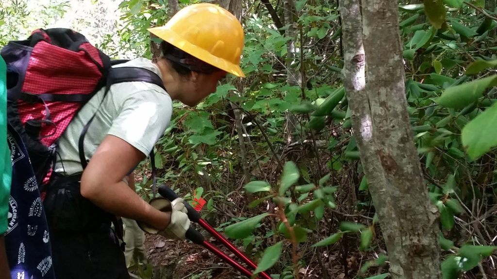 Trail Work on Babel Tower Trail in Linville Gorge