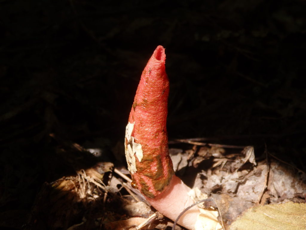 stinkhorn linville gorge