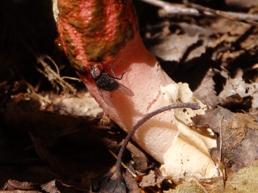 stinkhorn