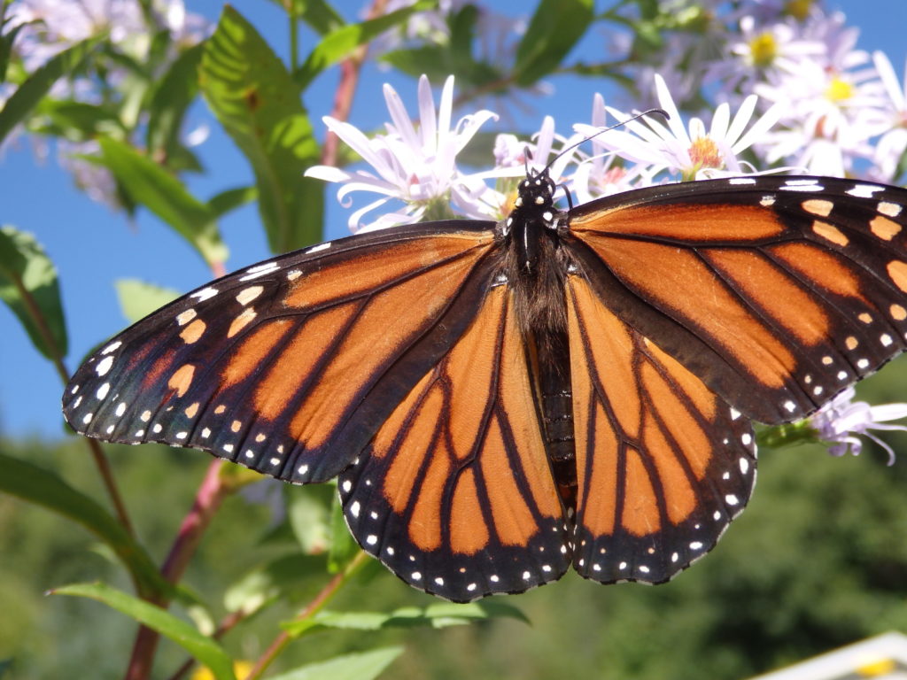 Monarch butterfly. (Photo: Nicholas Massey)