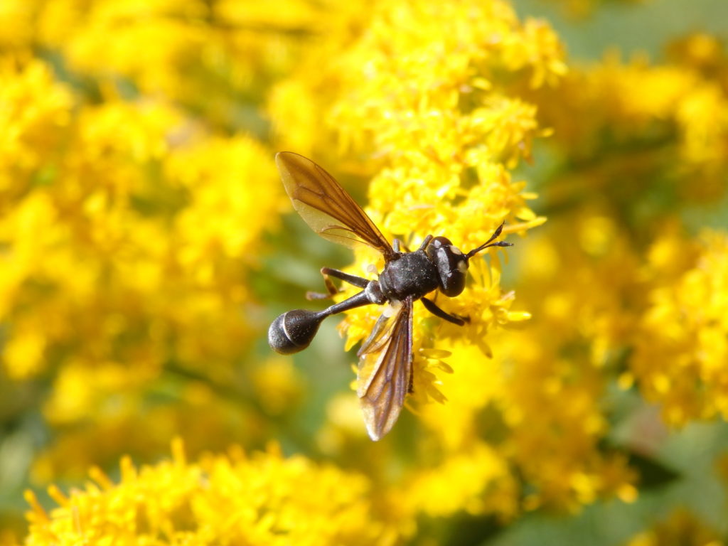 Unidentified insect. (Photo: Nicholas Massey)