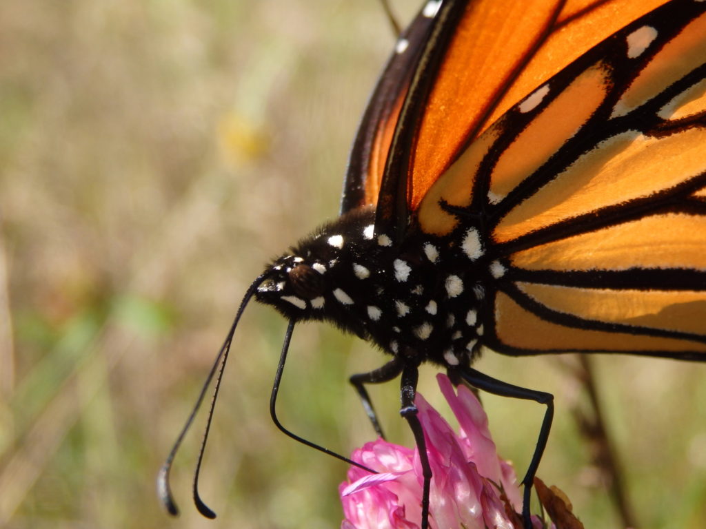 Monarch butterfly. (Photo: Nicholas Massey)