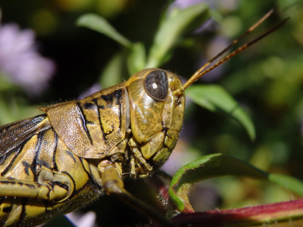 Grasshopper. (Photo: Nicholas Massey)
