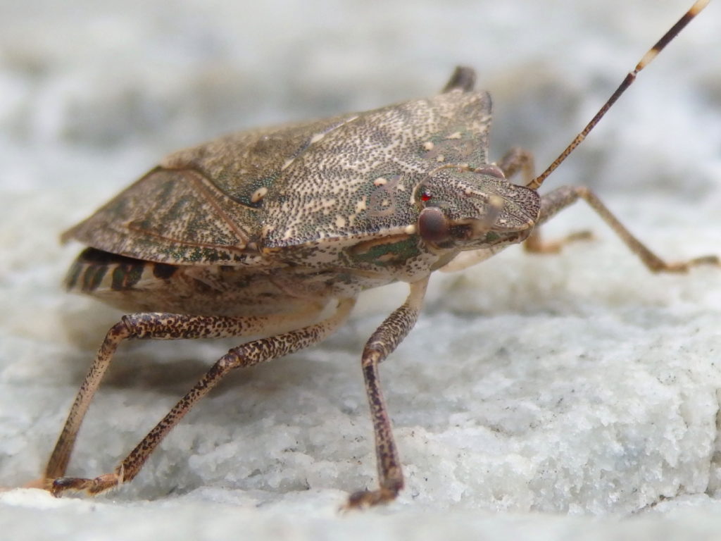 Unidentified insect in Linville Gorge. (Photo: Nicholas Massey)