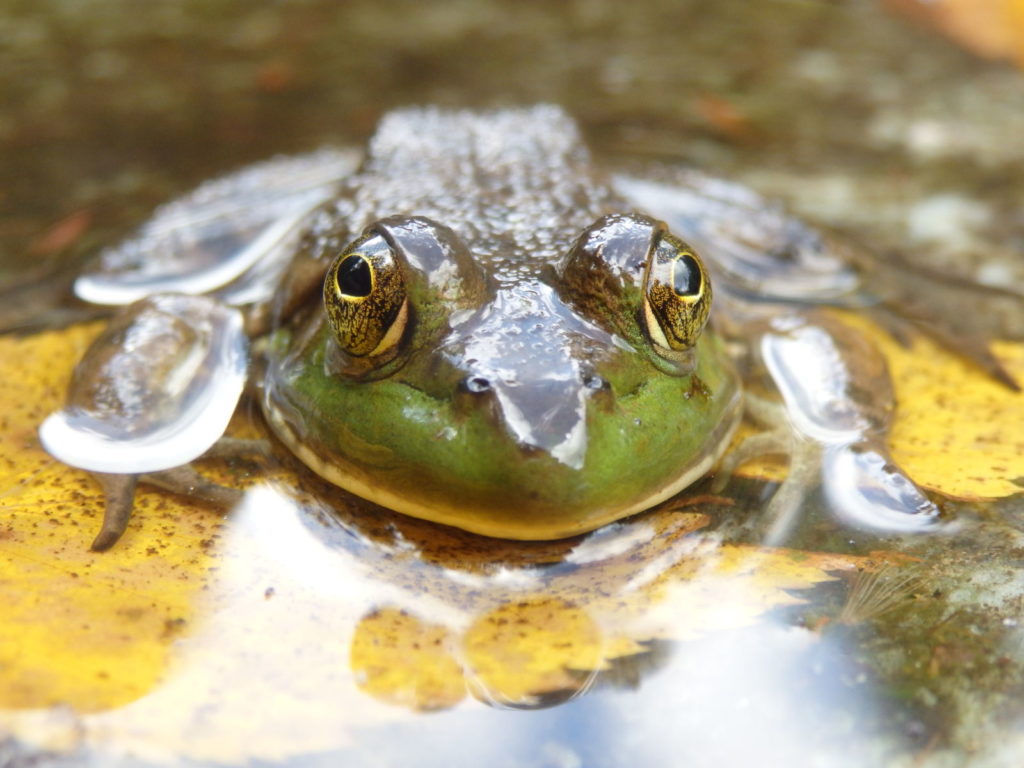 Bullfrog in Linville Gorge. (Photo: Nicholas Massey)