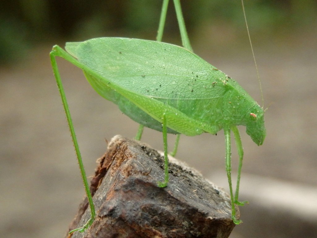 Katydid. (Jen Carson)