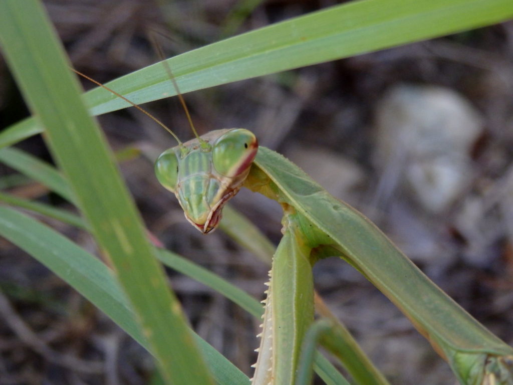 Mantis. (Photo: Nicholas Massey)