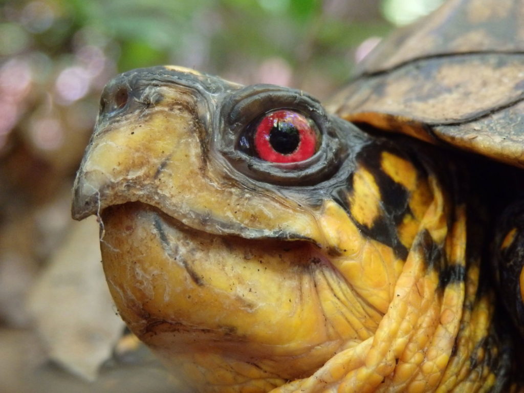 Eastern box turtle. (Photo: Nicholas Massey)