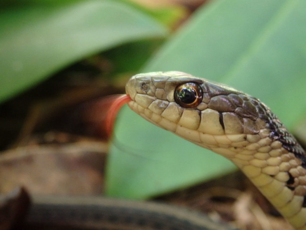 Eastern garter snake. (Photo: Nicholas Massey)