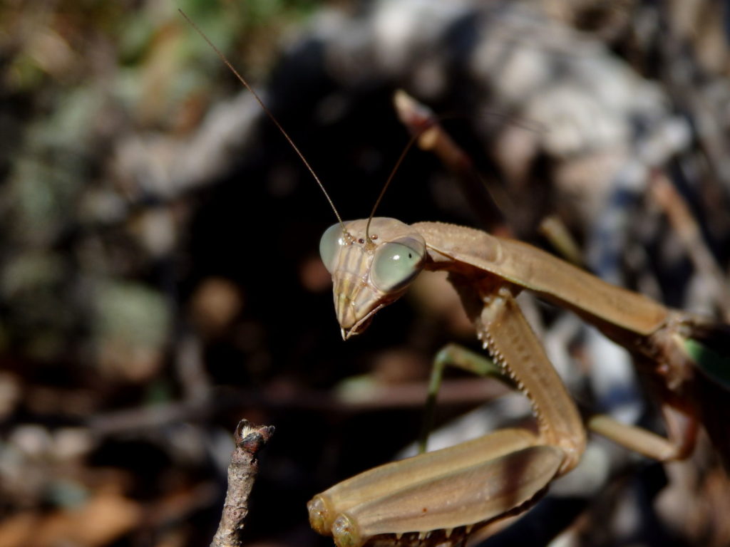 Mantis. (Photo: Nicholas Massey)