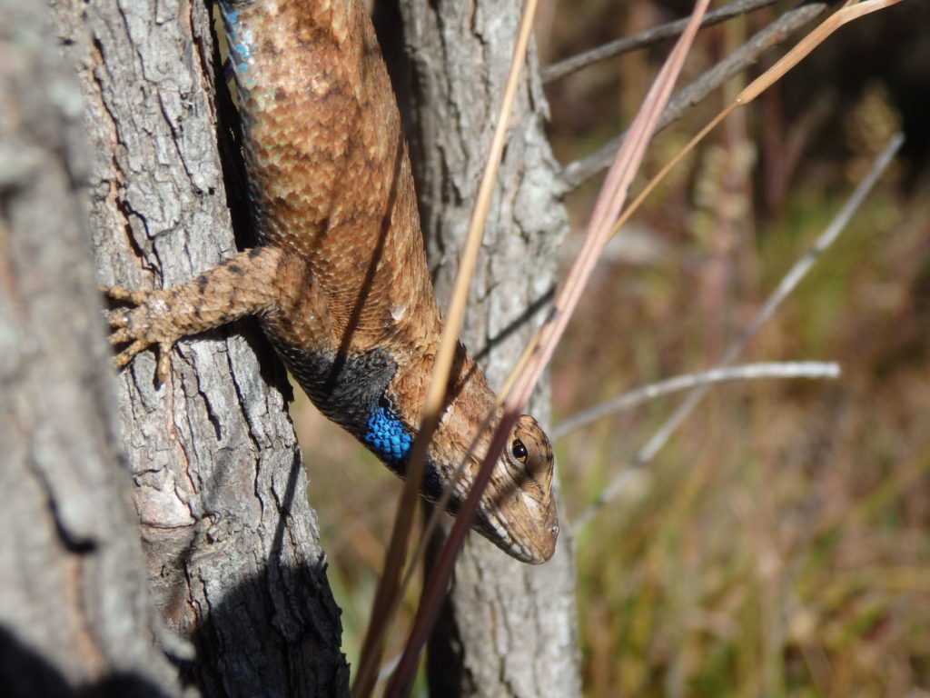 Eastern fence lizard. (Photo: Nicholas Massey)