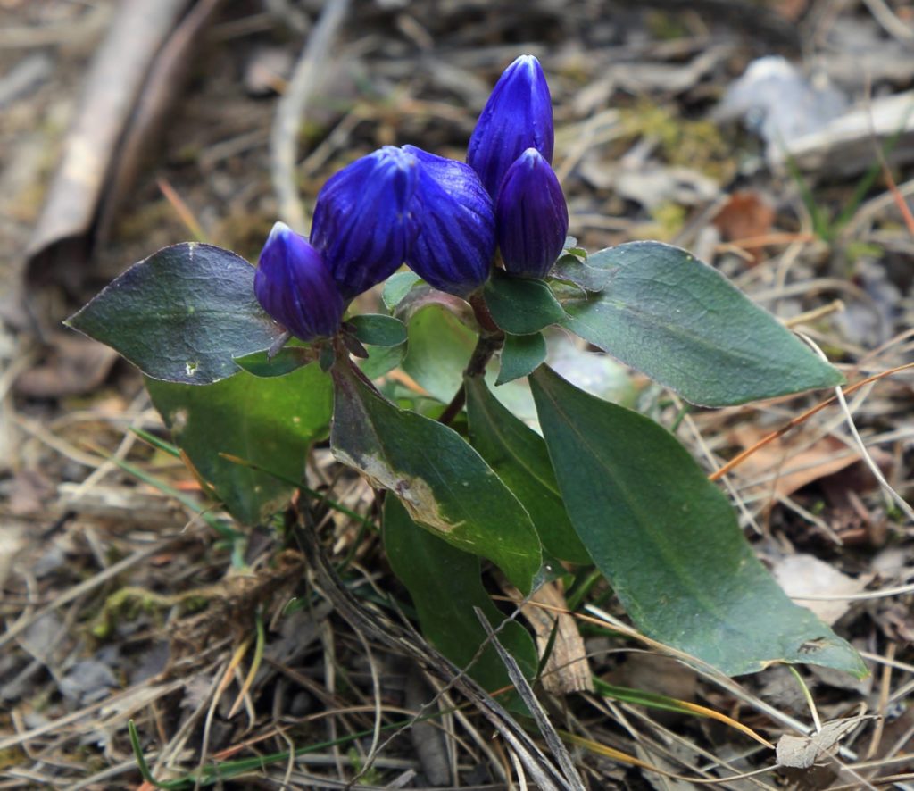 Gentiana saponaria (Photo: Mike Hannah)