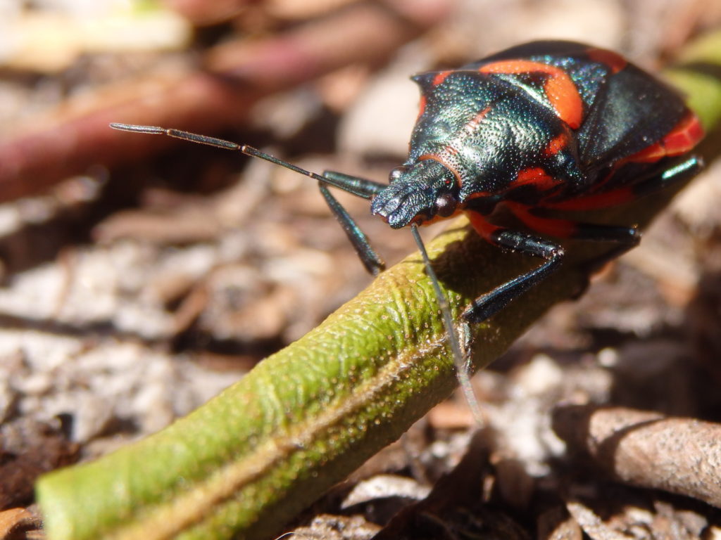 Unidentified insect (Photo: Nicholas Massey)