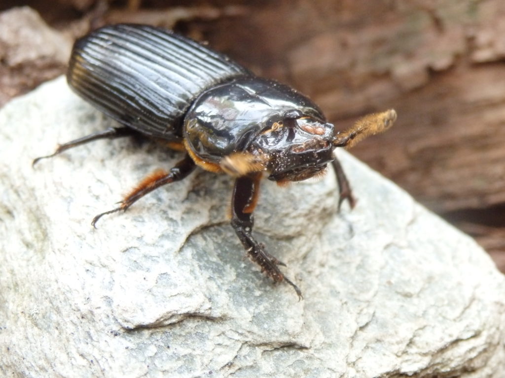Passalid Beetle (Photo: Nicholas Massey)