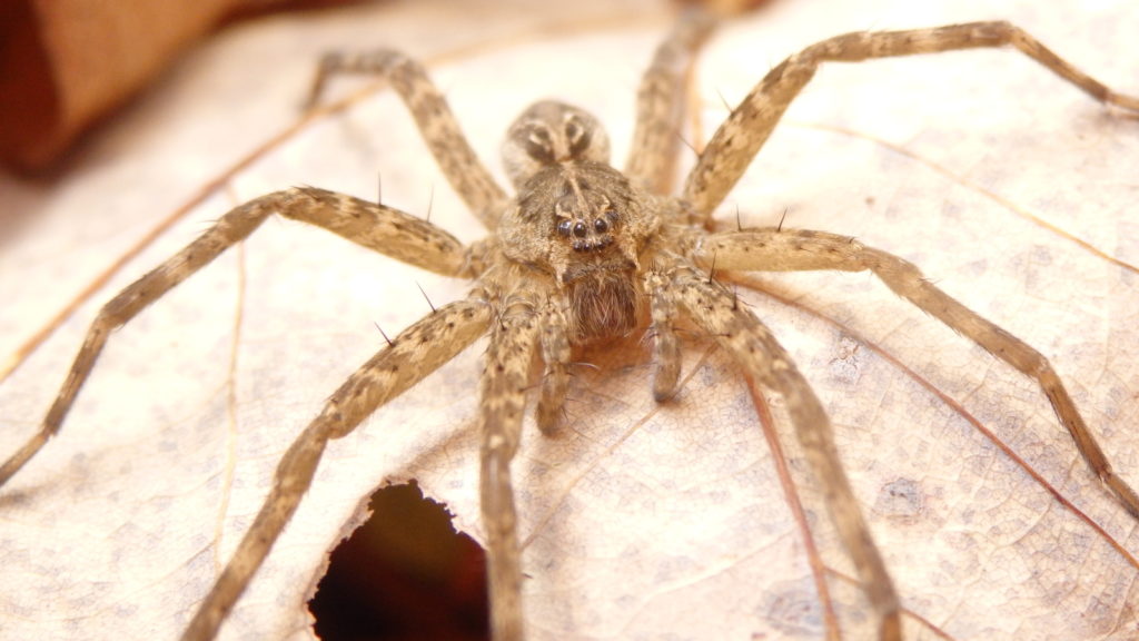 Unidentified Spider (Photo: Nicholas Massey)