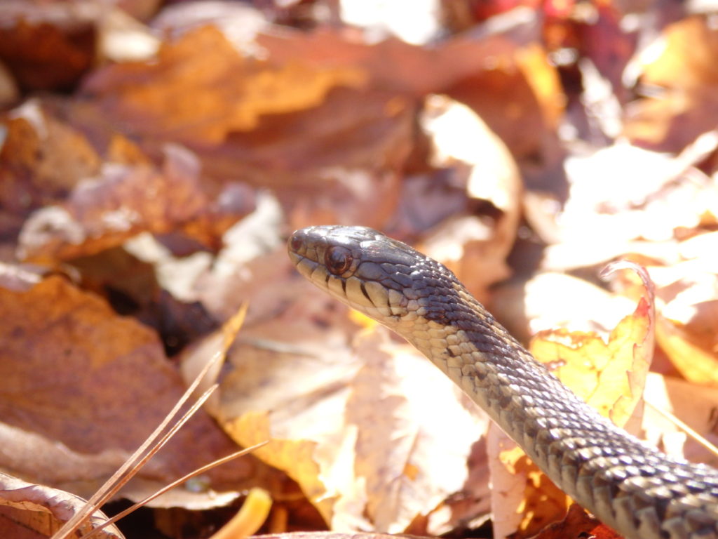 Eastern Garter Snake (Photo: Nicholas Massey)