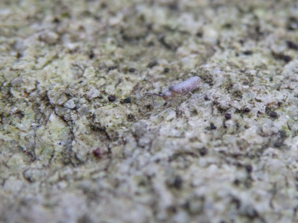 A foraging springtail (Photo: Nicholas Massey)