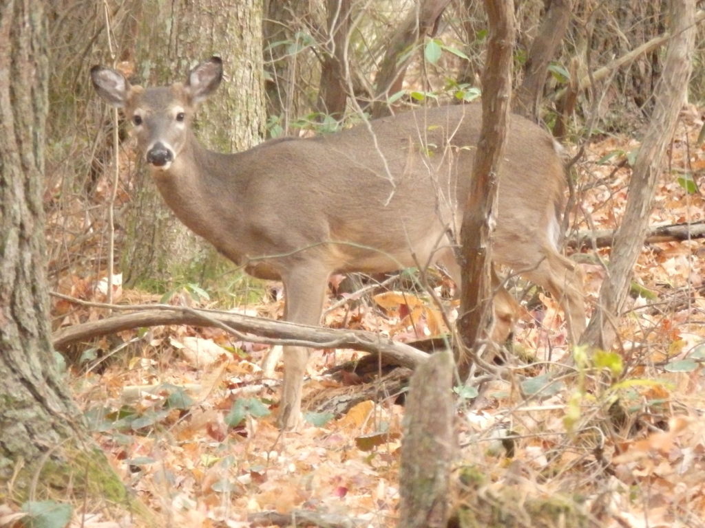 A white-tailed deer forages on the forest floor (Photo: Nicholas Massey) 