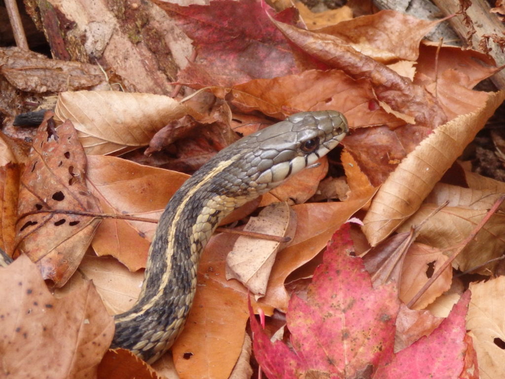 Eastern garter snake (Photo: Nicholas Massey)