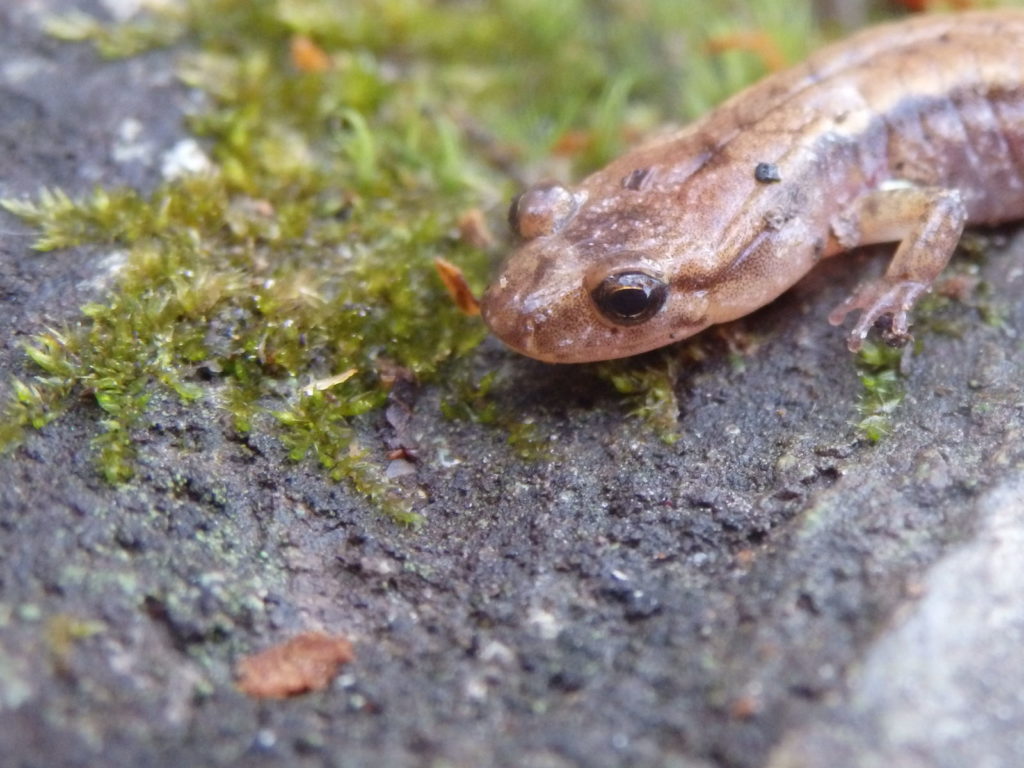 Unidentified salamander (Photo: Nicholas Massey)