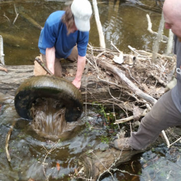 Plunge Basin Beautification: Part Two